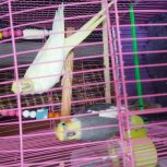 عروس هلندی با قفس