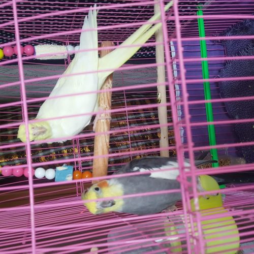 عروس هلندی با قفس