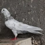 10 عدد کبوتر پرشی و زوردار