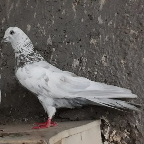 10 عدد کبوتر پرشی و زوردار