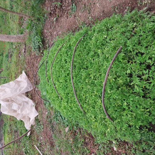 گوجه محلی وگوجه درختی