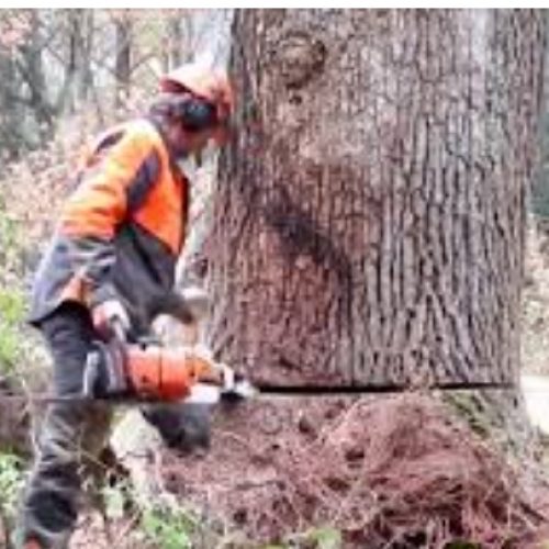 خرید انواع چوب  به قیمت مناسب خرید چوب خشک و خرید چوب در باغچه وبرش انواع چوب