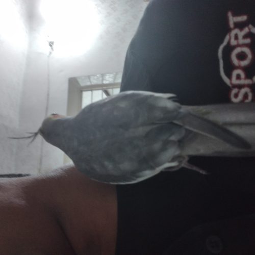 عروس پاریس 12 ماهه درهویزه