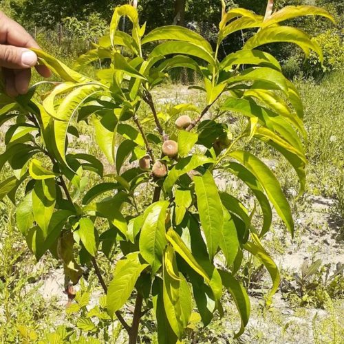 باغ به متراژ 1100 متر در شهرستان گیوی