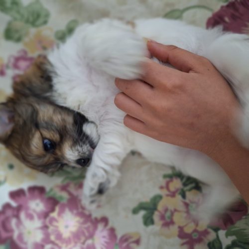 توله سگ نژاد شیتزو اشپیز