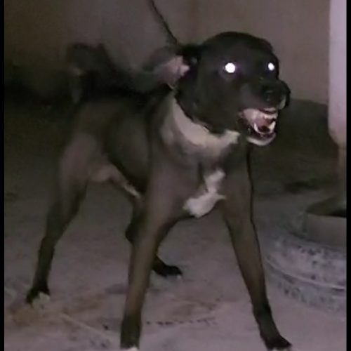 دوعددسگ قدرجونی وسرابی