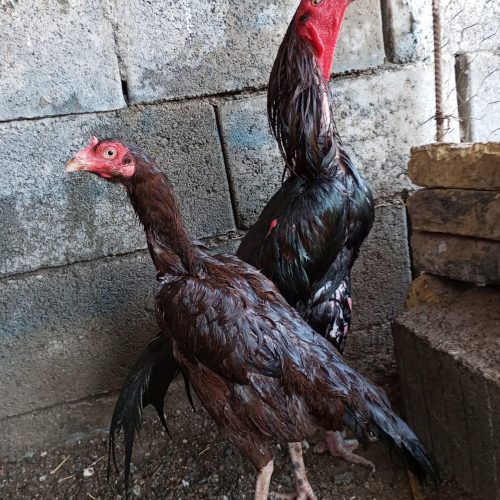 خروس و مرغ میانوالی