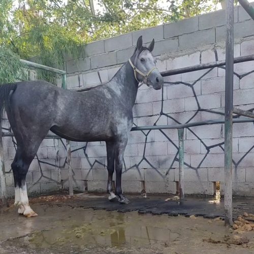 مادیون ابستن