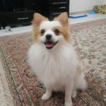 پامراشپیتز