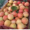 فروشنده میوه