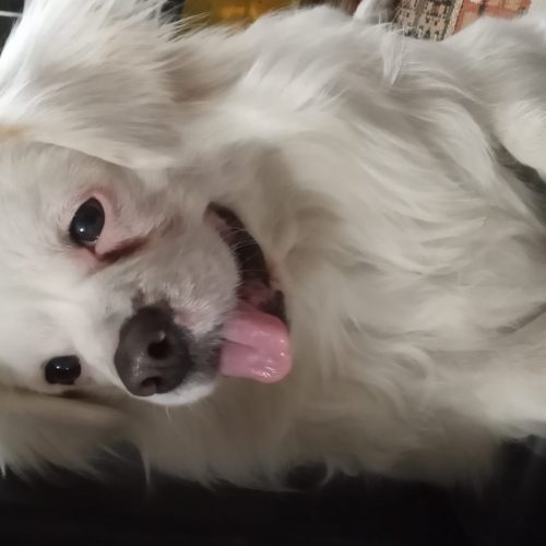 سگ پامر اشپیتز