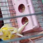 یک جفت قناری سوپر