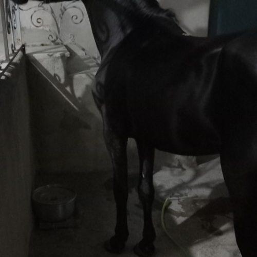 اسب نریان کرد