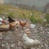 مرغ،تخم گذار