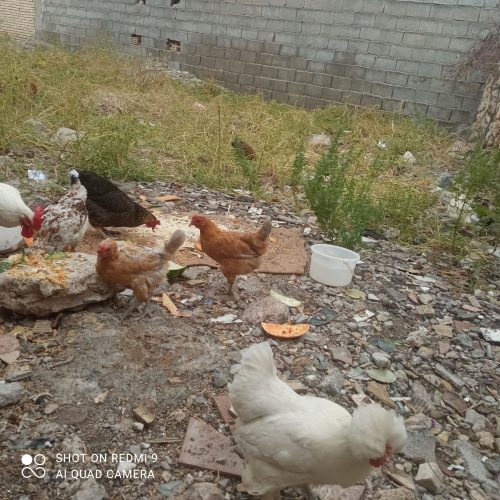 مرغ،تخم گذار