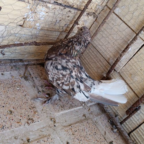 کبوتر سور هفت رنگ دم سفید