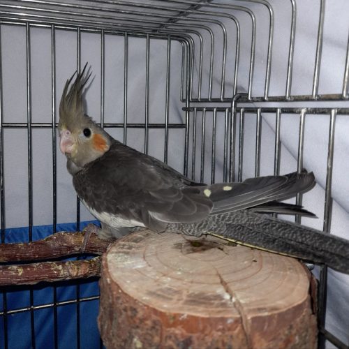 جوجه عروس هلندی