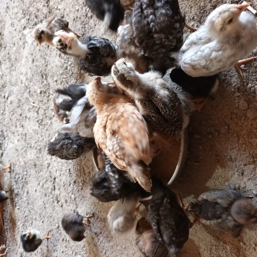 حراج جوجه گلین های چهل تاج و تاج اره ای