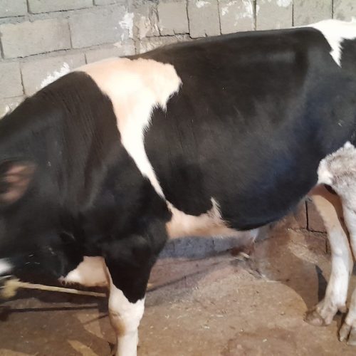 گوساله نر سیمینتال