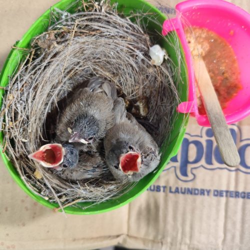 جوجه قناری دستی