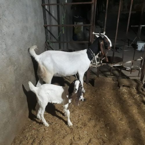 بز پاکستانی نژاد اصل