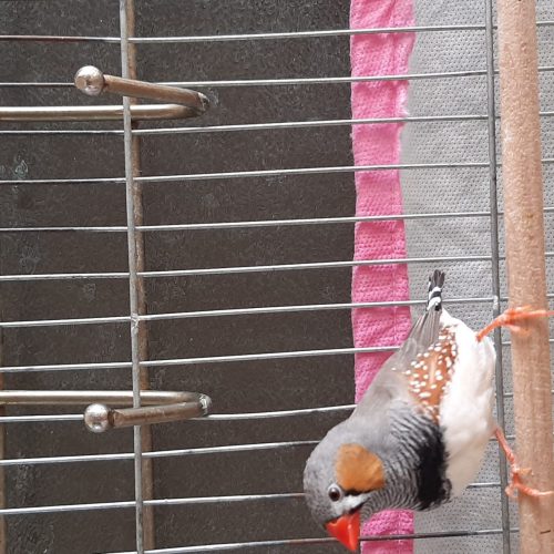 یک جفت فنچ نر و ماده سالم