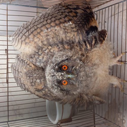 🦉 جوجه جغد