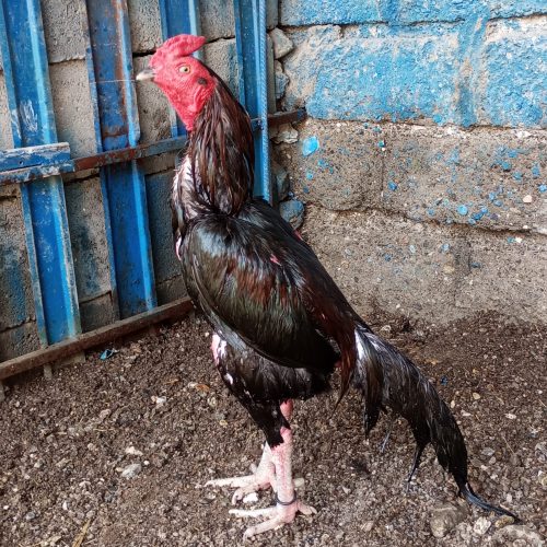 خروس و مرغ میانوالی