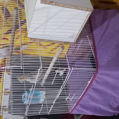 2عدد عروس هلندی با قفس مخصوص