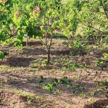 زمین بادام سیب وهلو