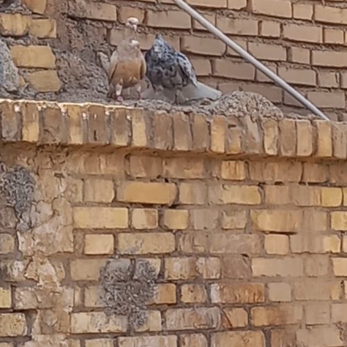 کبوتر رنگی دم سفید