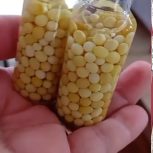 خاویار حلزون پرورش دست بدون سمی