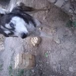 سگ نژاددارهاسگی،خیلی زرنگ وحرف گوش کن،رنگ چشماش آییه،رخ قشنگی داره😉