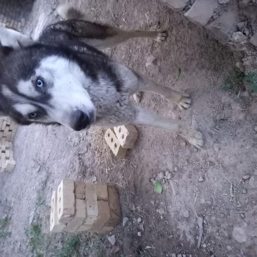 سگ نژاددارهاسگی،خیلی زرنگ وحرف گوش کن،رنگ چشماش آییه،رخ قشنگی داره😉