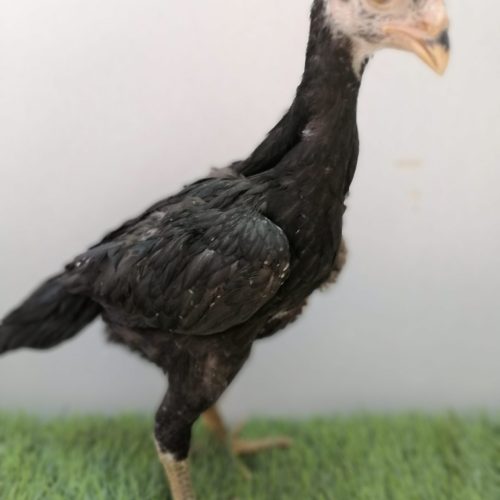 تعدادی جوجه اوشامو اصیل ی تیغ مشکی