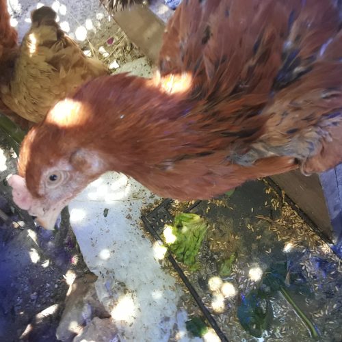 مرغ کرچ .دوعدد لاری .برهما بوف وتعدادی دیگر