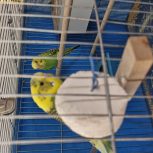 فروش یک جفت مرغ عشق به همراه یک عدد جوجه