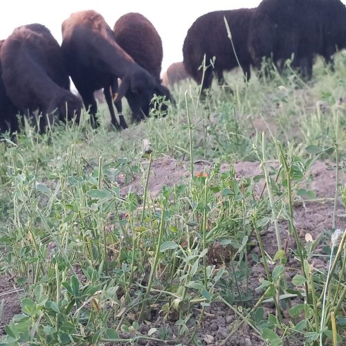 گوسفند افشار درجه یک