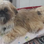 سگ پاپی فروشی