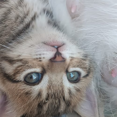 سه تا بچه گربه