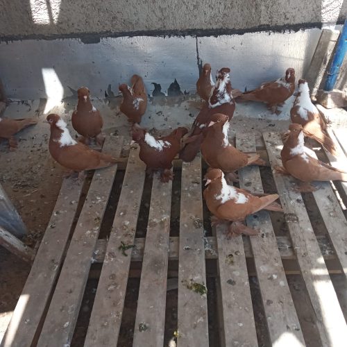 کبوترککیلی