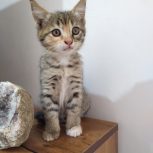 واگذاری رایگان بچه گربه