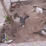 گربه خانگی با نازلترین قیمت