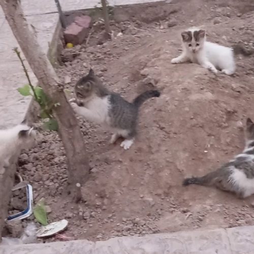 گربه خانگی با نازلترین قیمت