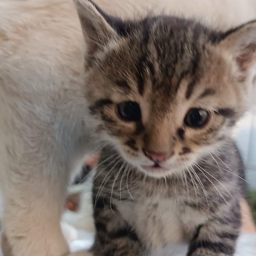 سه تا بچه گربه