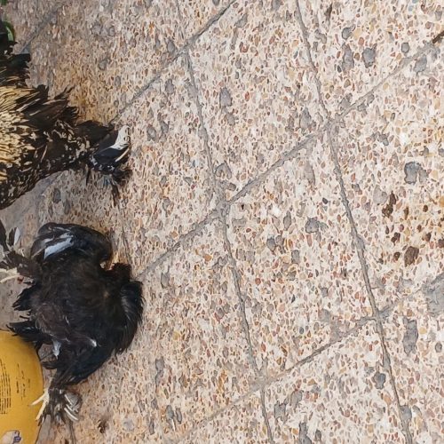 خروس زیرقیمت