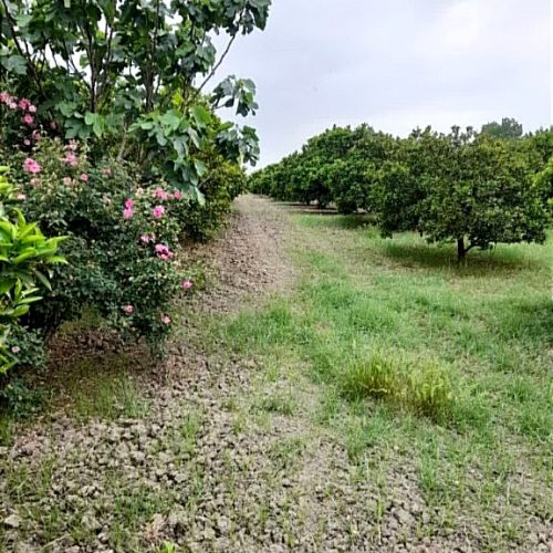 فروش عالی باغ مسکونی بکر