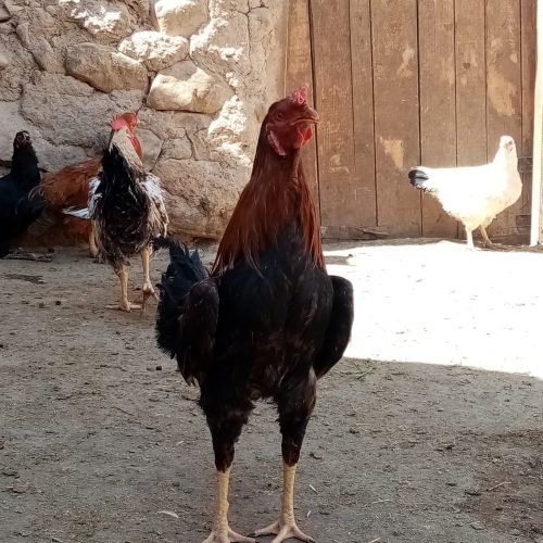 مرغ وخروس دورگه