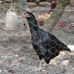 مرغ و خروس محلی و لاری