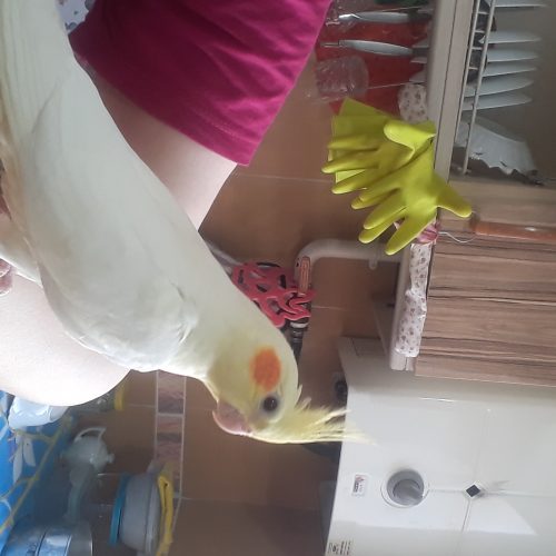 عروس هلندی نرسه ماهه